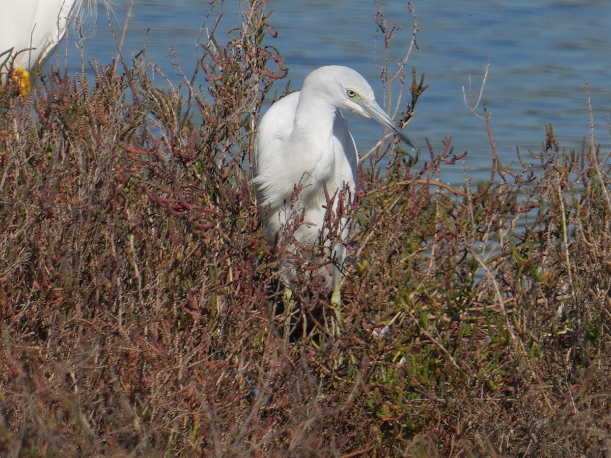 volavka modrošedá - ML646609895