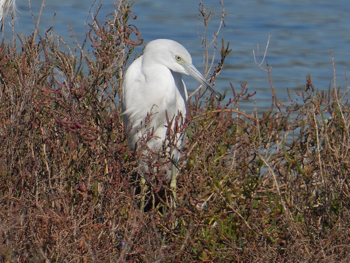 volavka modrošedá - ML646609896