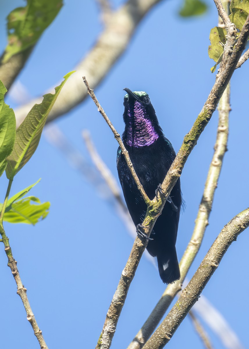 Black Sunbird - ML646609898