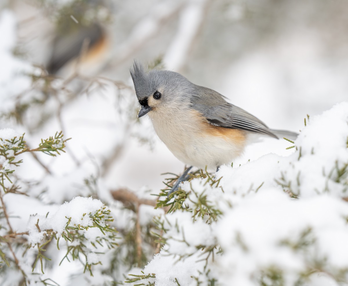 sýkora rezavoboká - ML646609904