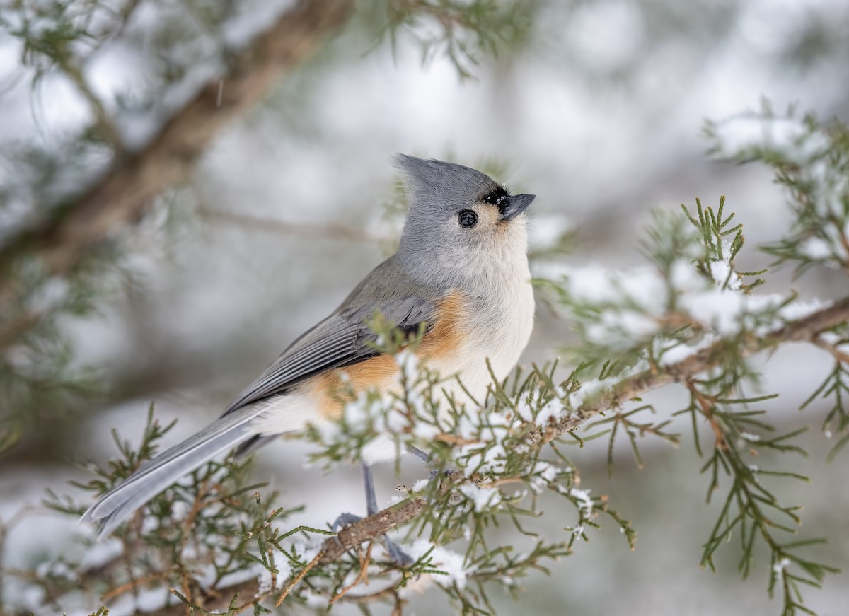 sýkora rezavoboká - ML646609905