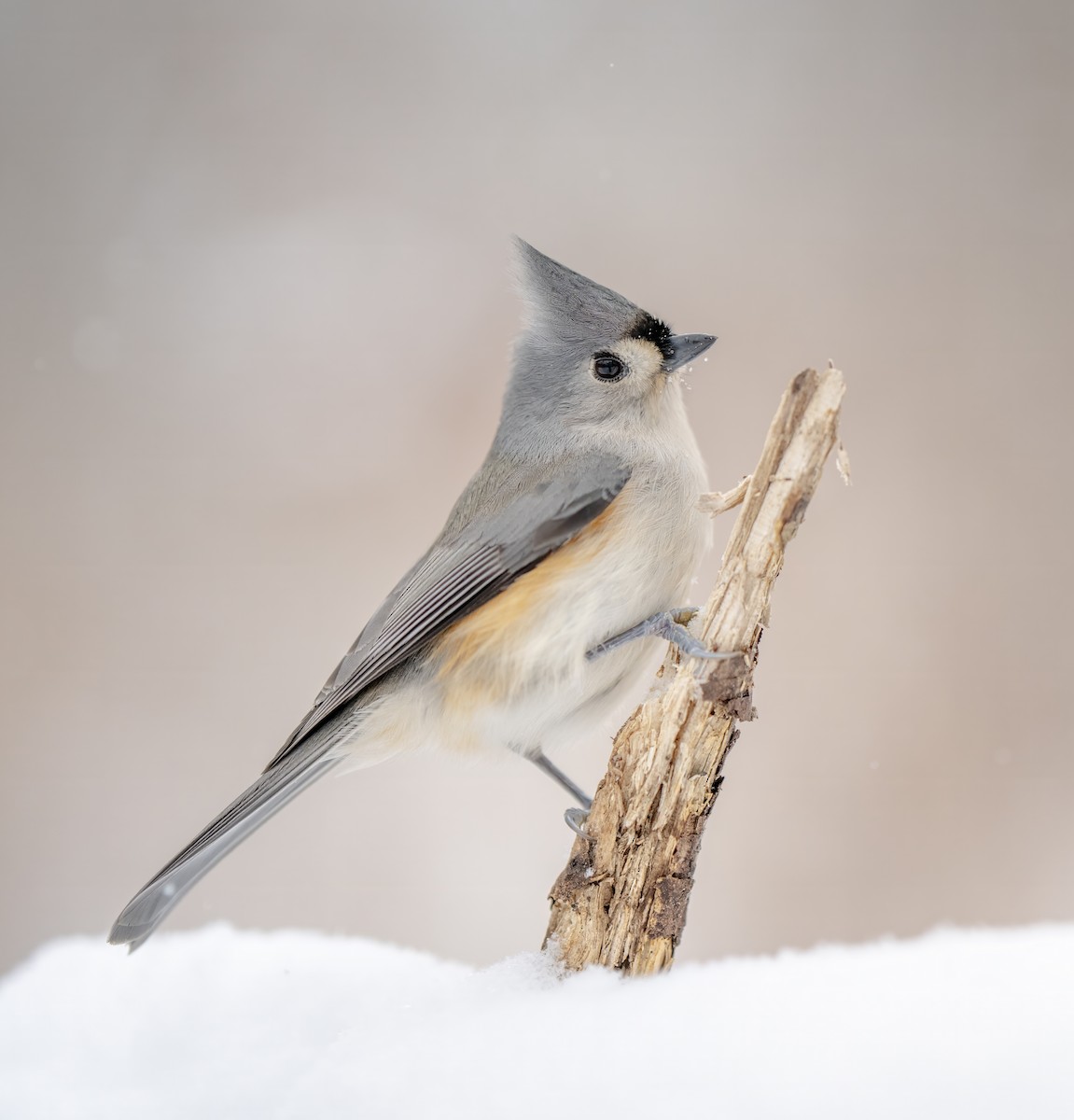 sýkora rezavoboká - ML646609906