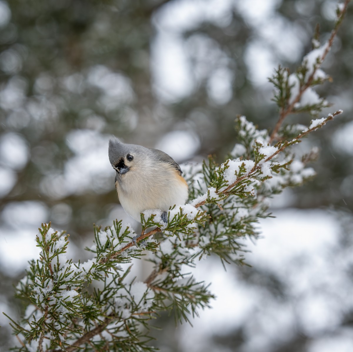 sýkora rezavoboká - ML646609907