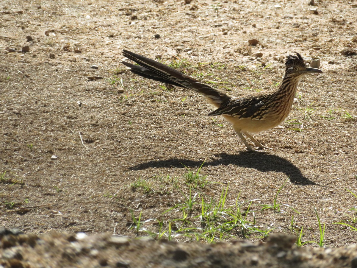 Greater Roadrunner - ML646609908