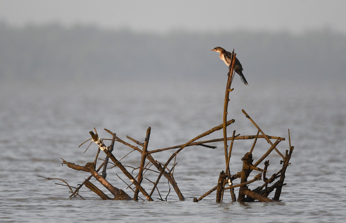 Reed Cormorant - ML646609909