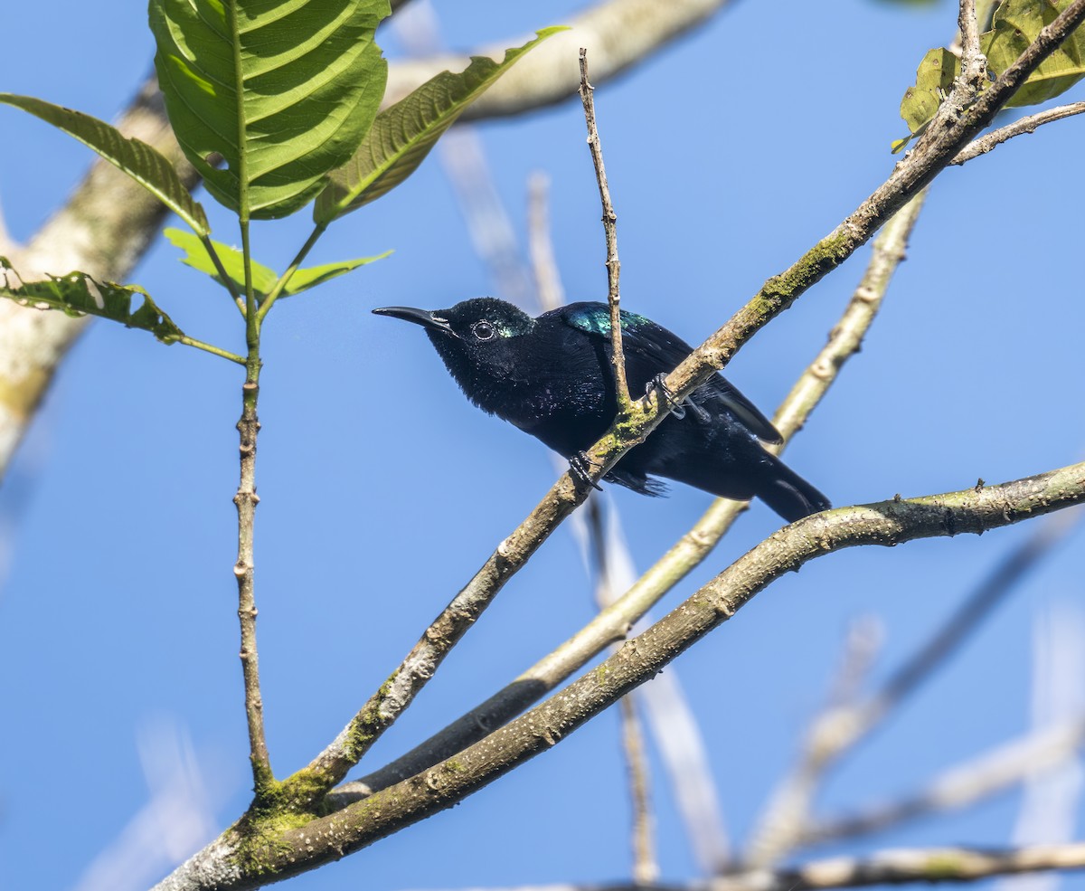 Black Sunbird - ML646609910