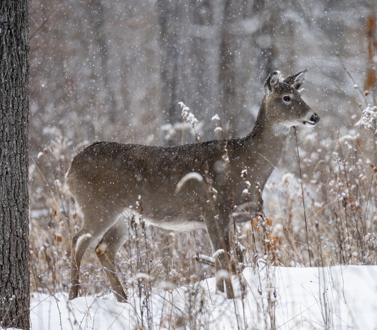 White-tailed Deer - ML646609911