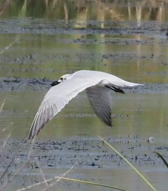Gull-billed Tern - ML646609912