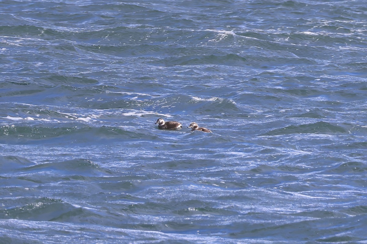 Moretta codona - ML646609923