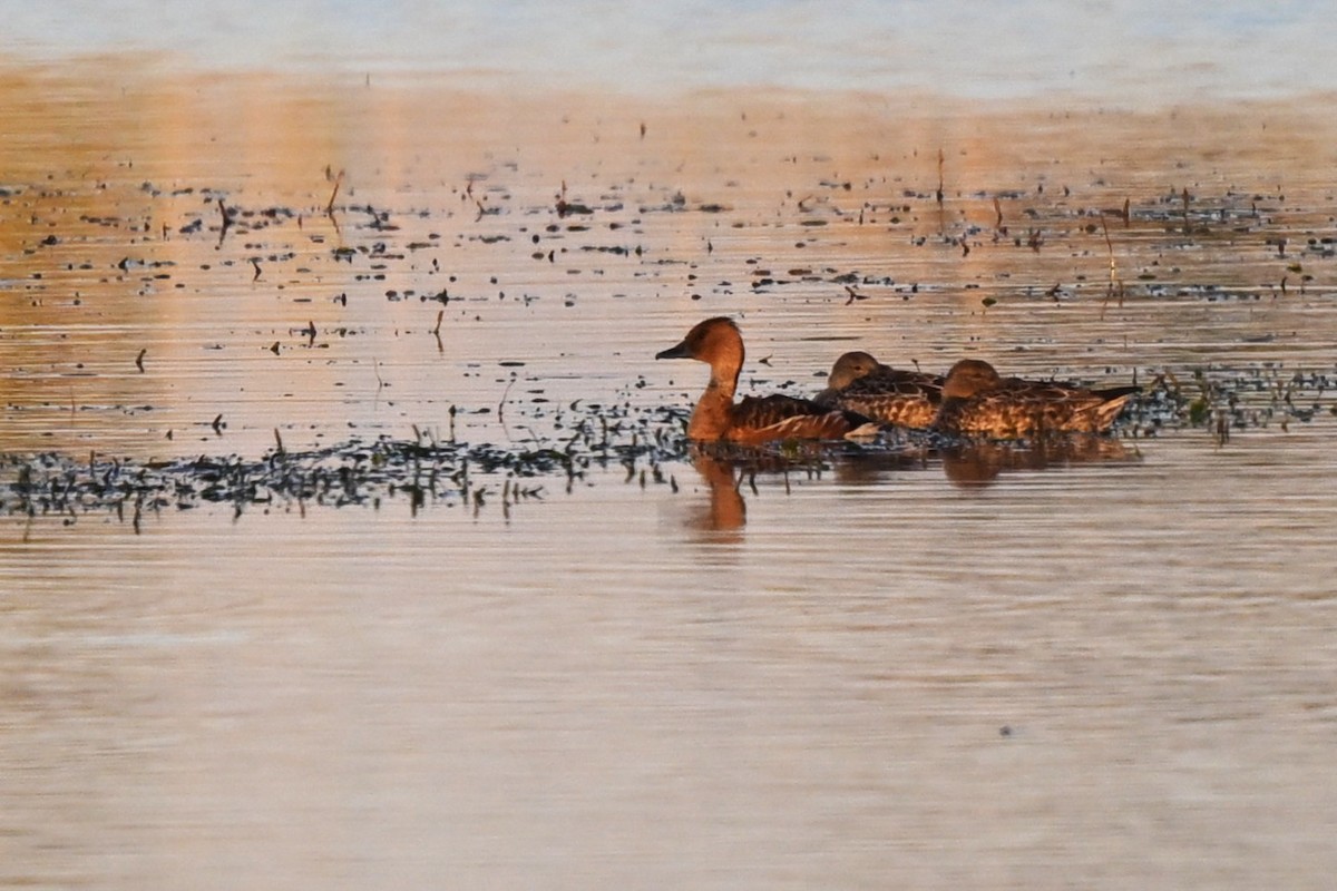 Fulvous Whistling-Duck - ML646609924