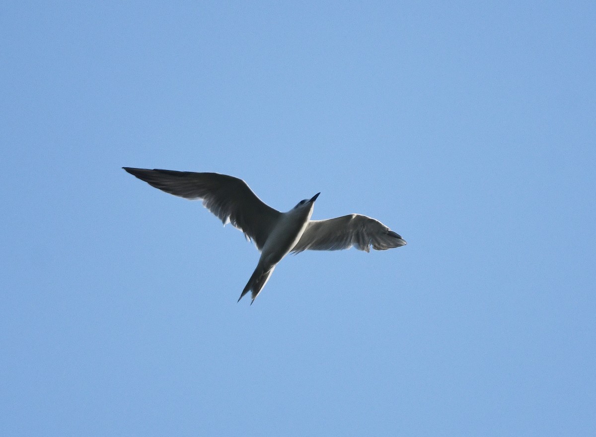 Gull-billed Tern - ML646609925