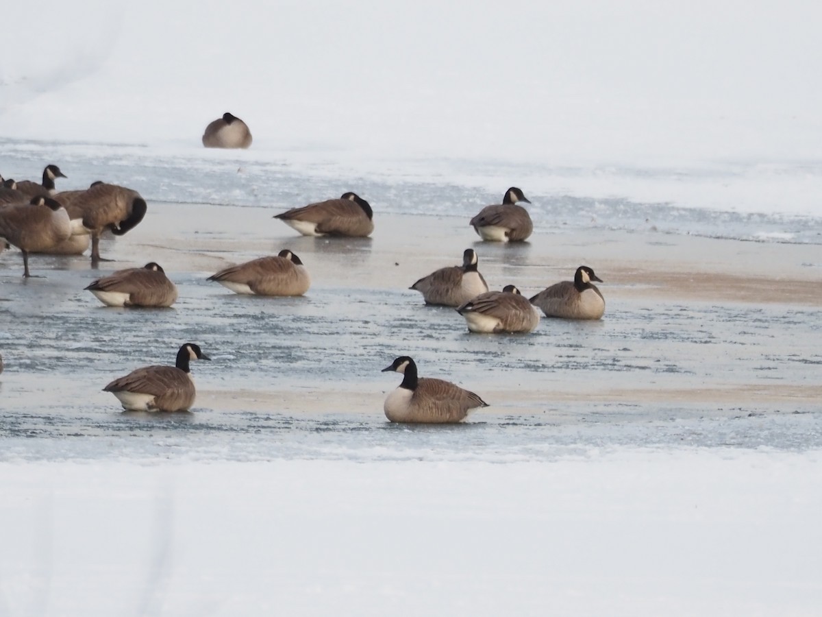 Canada Goose - ML646609928