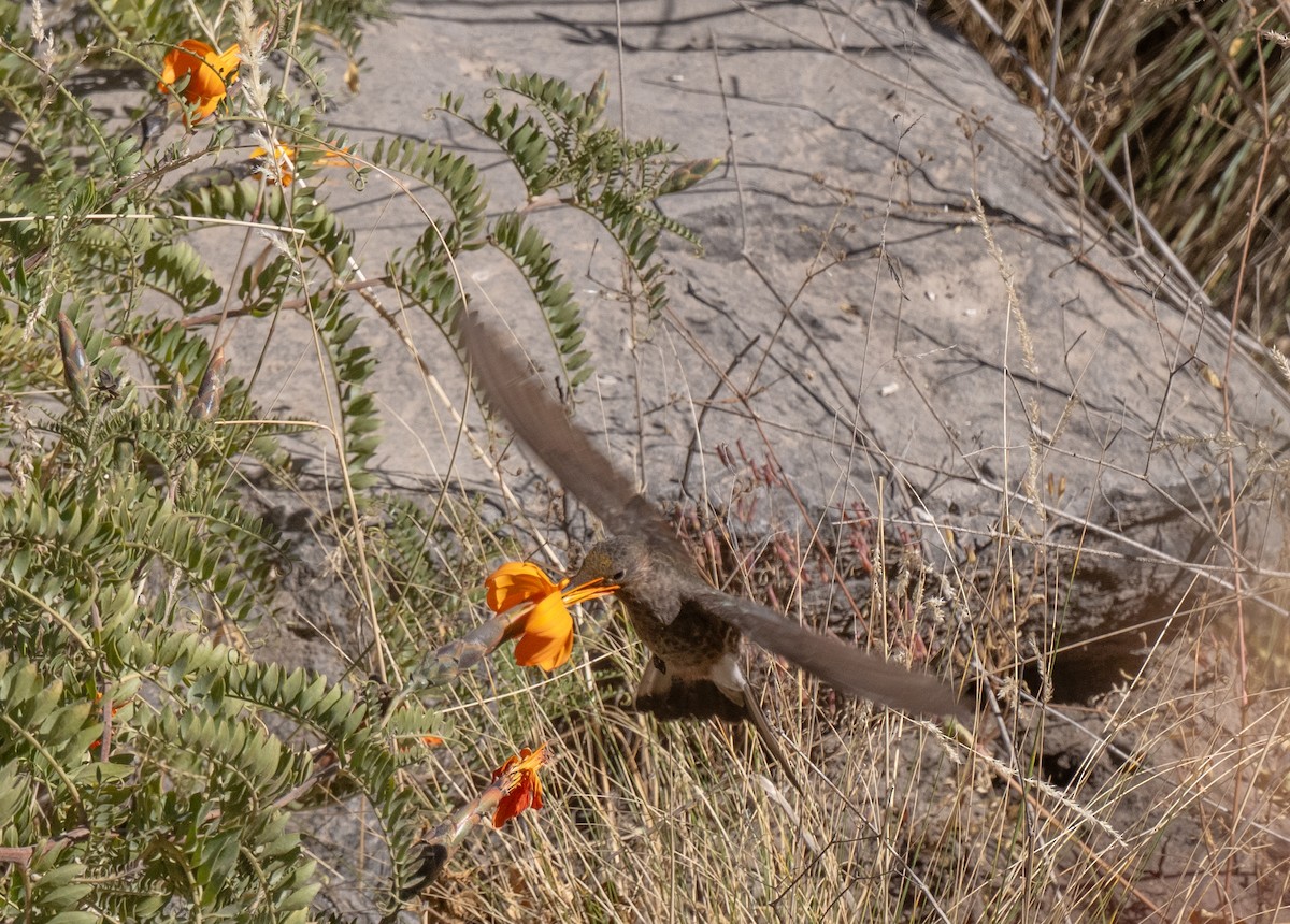 Giant Hummingbird - ML646609930