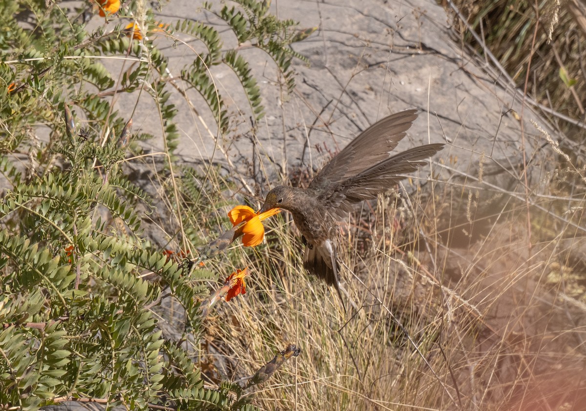 Giant Hummingbird - ML646609934