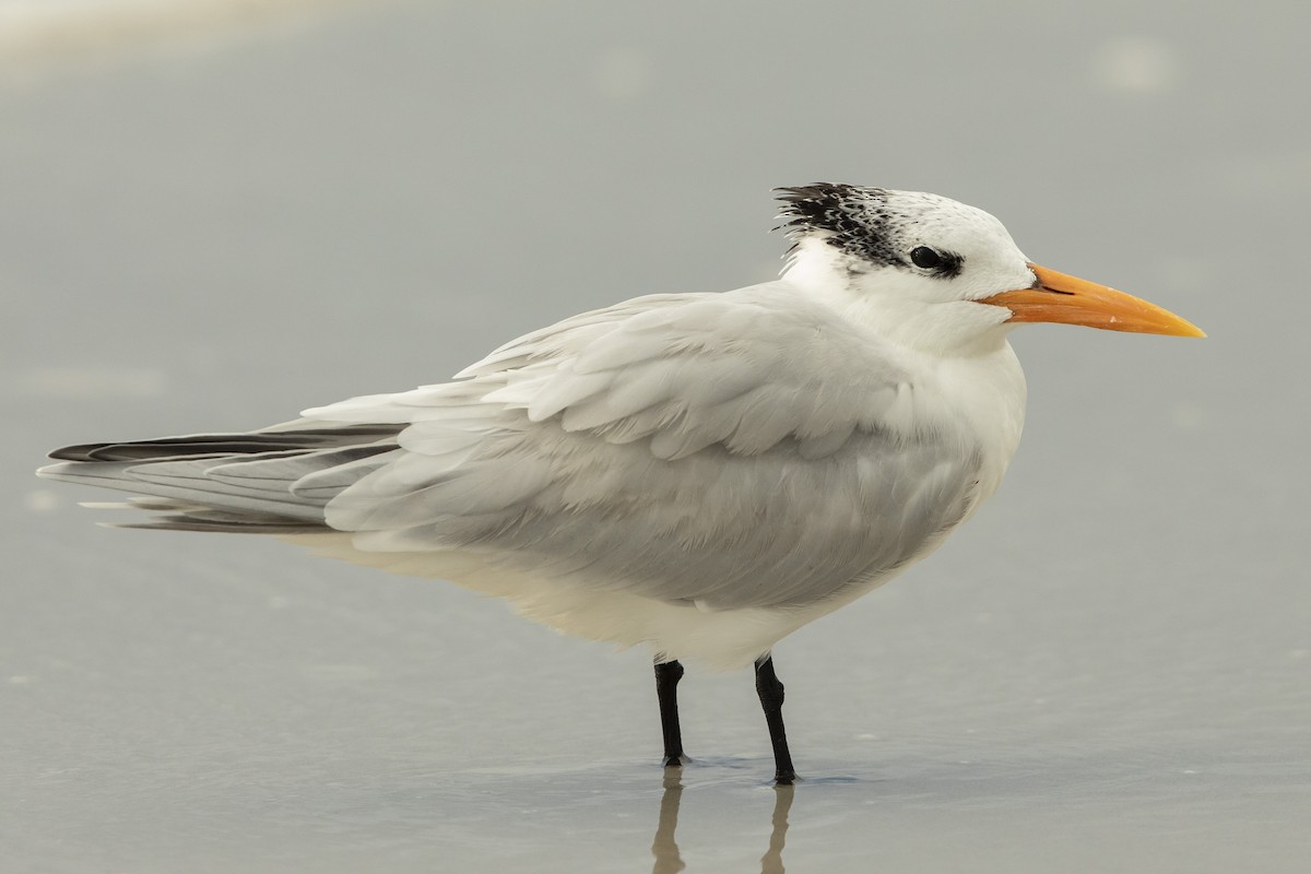 שחפית גדולה - ML646609936