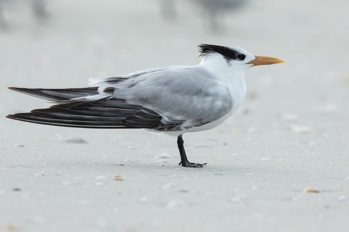 שחפית גדולה - ML646609938