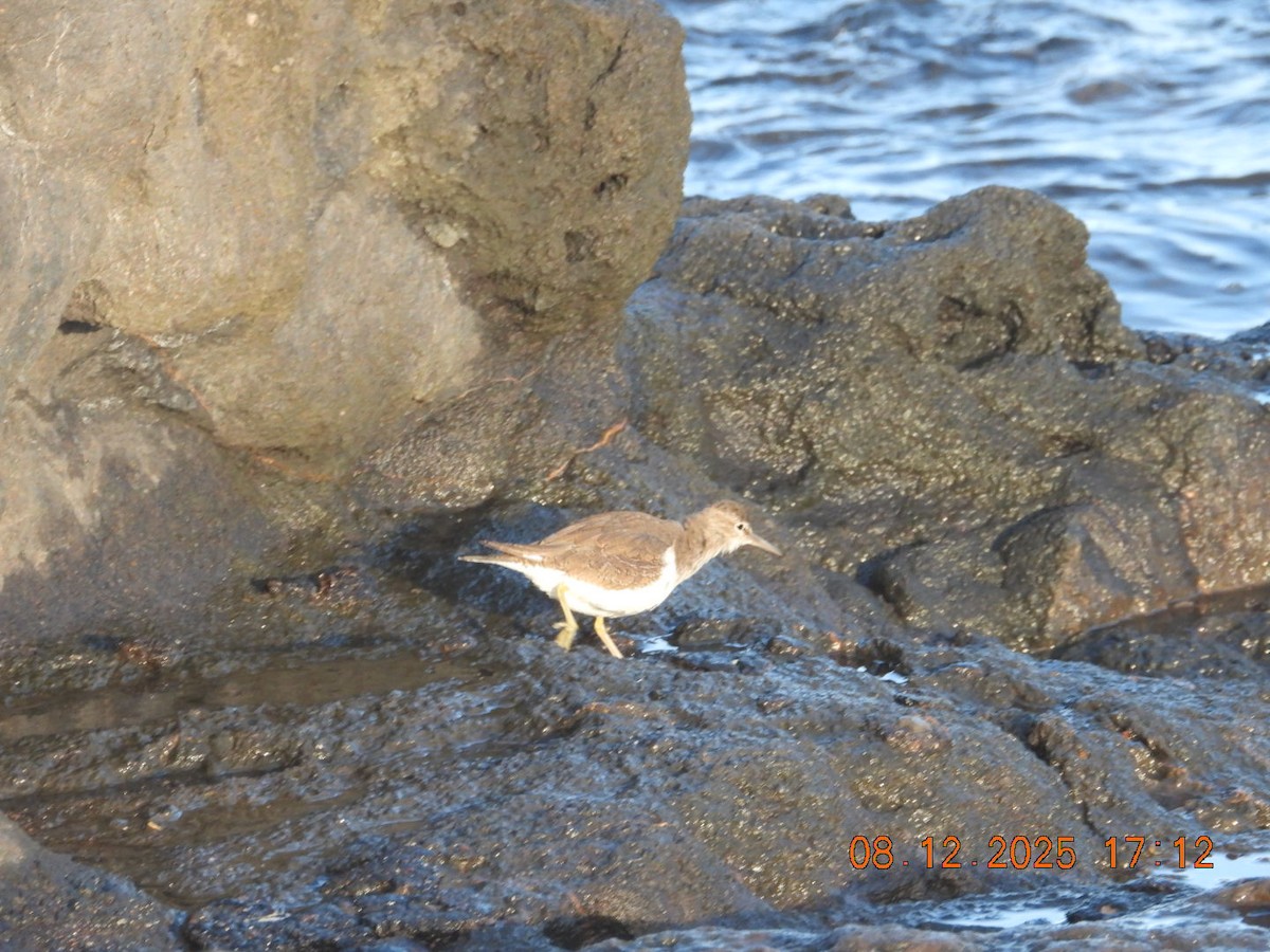 Common Sandpiper - ML646609940