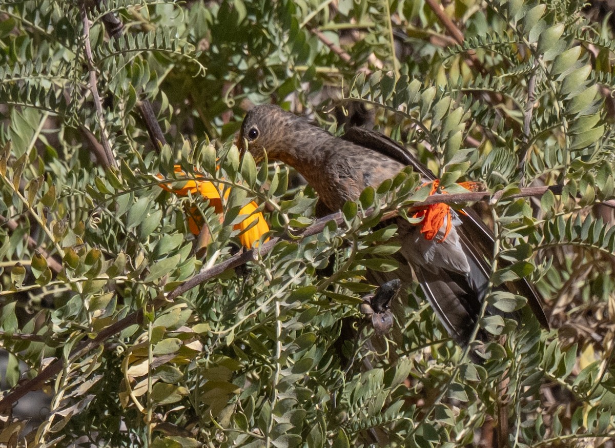 Giant Hummingbird - ML646609942