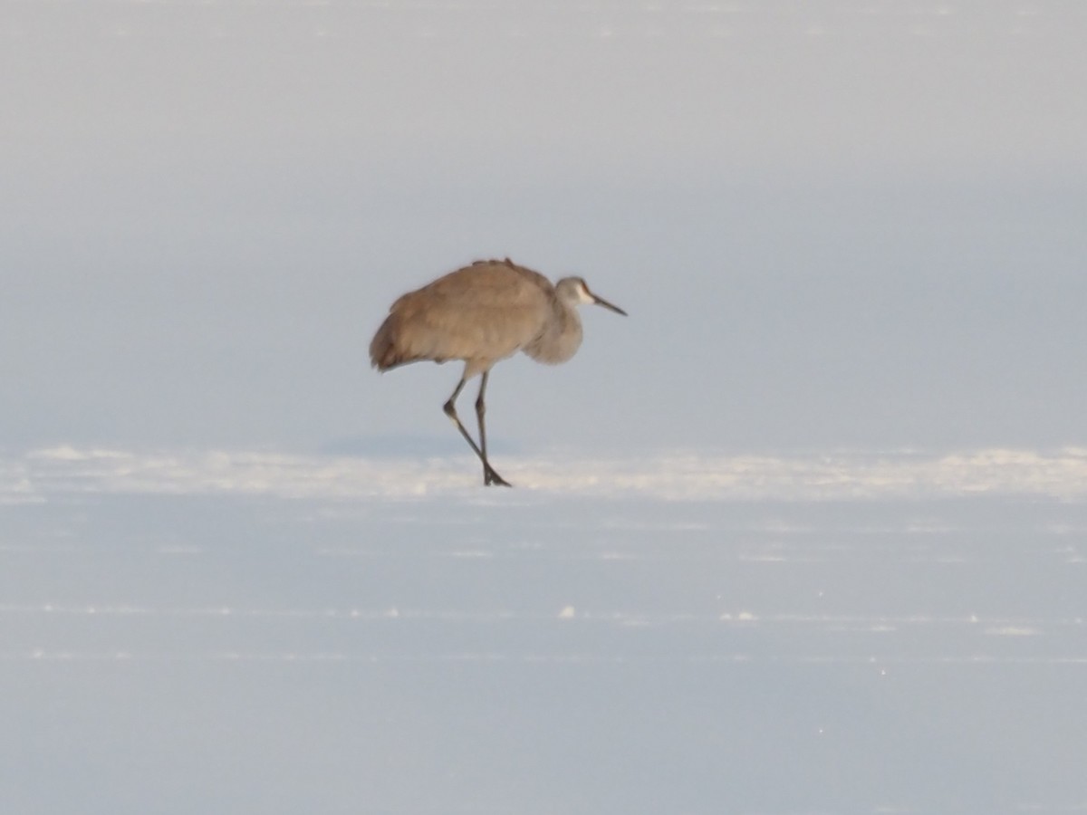 Sandhill Crane - ML646609944
