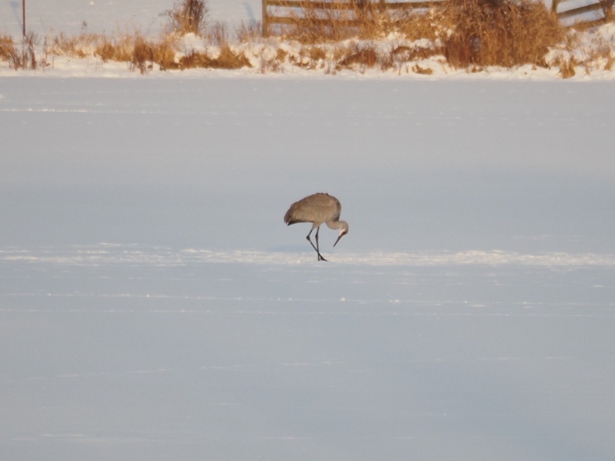 Sandhill Crane - ML646609945
