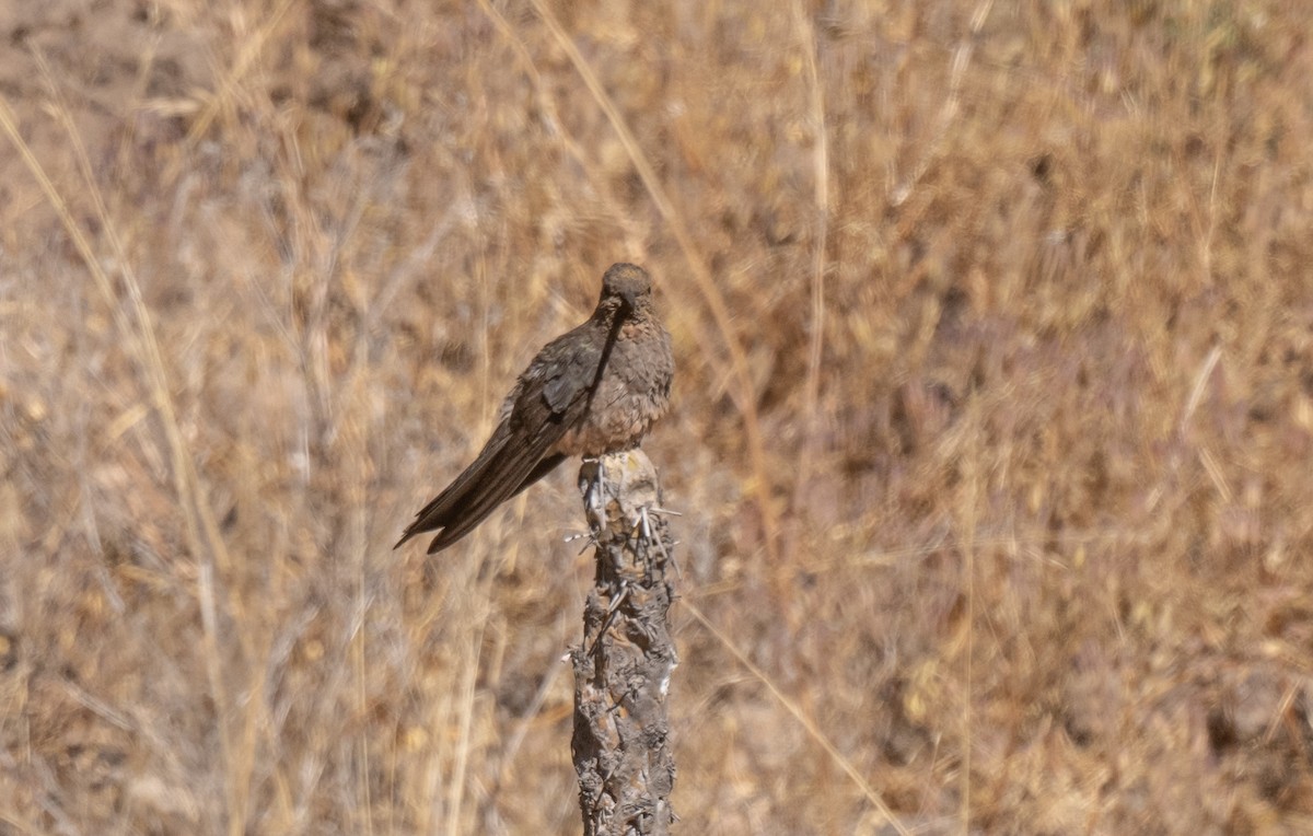 Giant Hummingbird - ML646609952