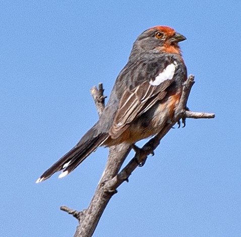 White-tipped Plantcutter - ML646609954