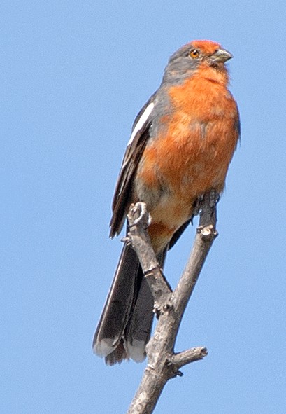 White-tipped Plantcutter - ML646609955