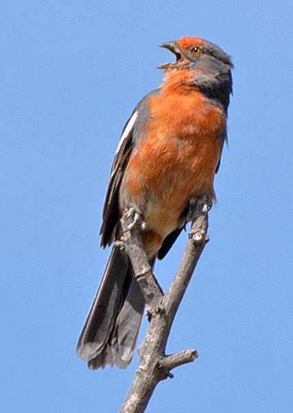 White-tipped Plantcutter - ML646609956