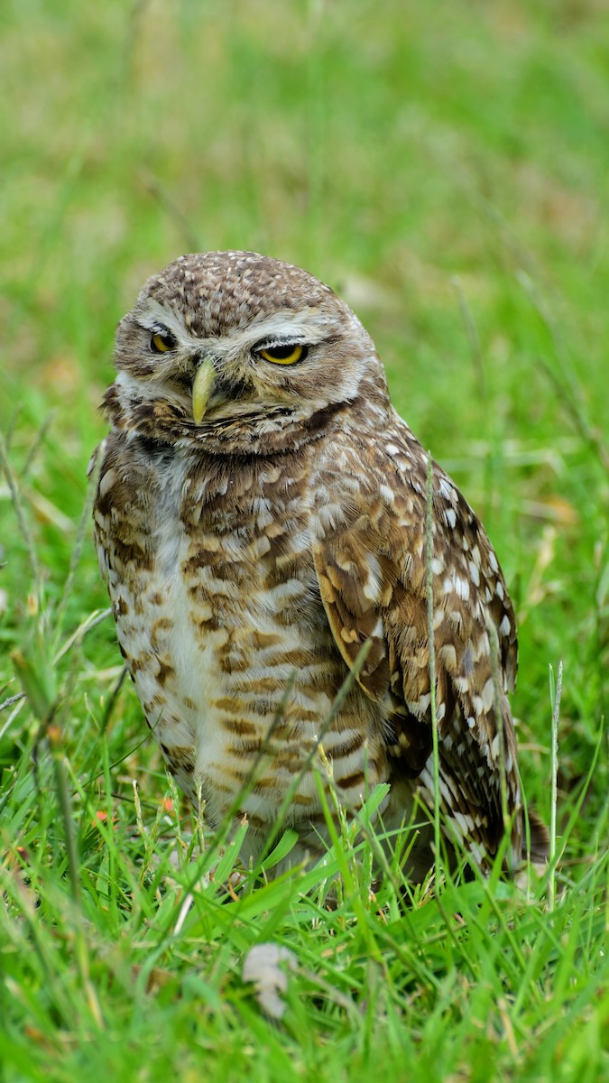 sýček králičí - ML646609962