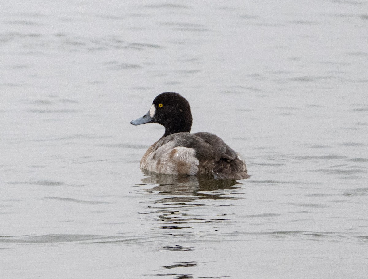 Greater Scaup - ML646609963