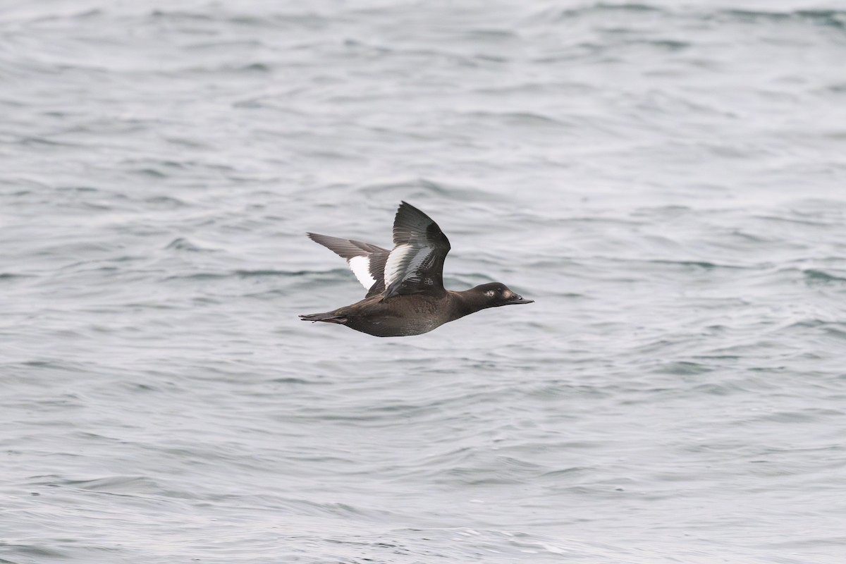 White-winged Scoter - ML646609969