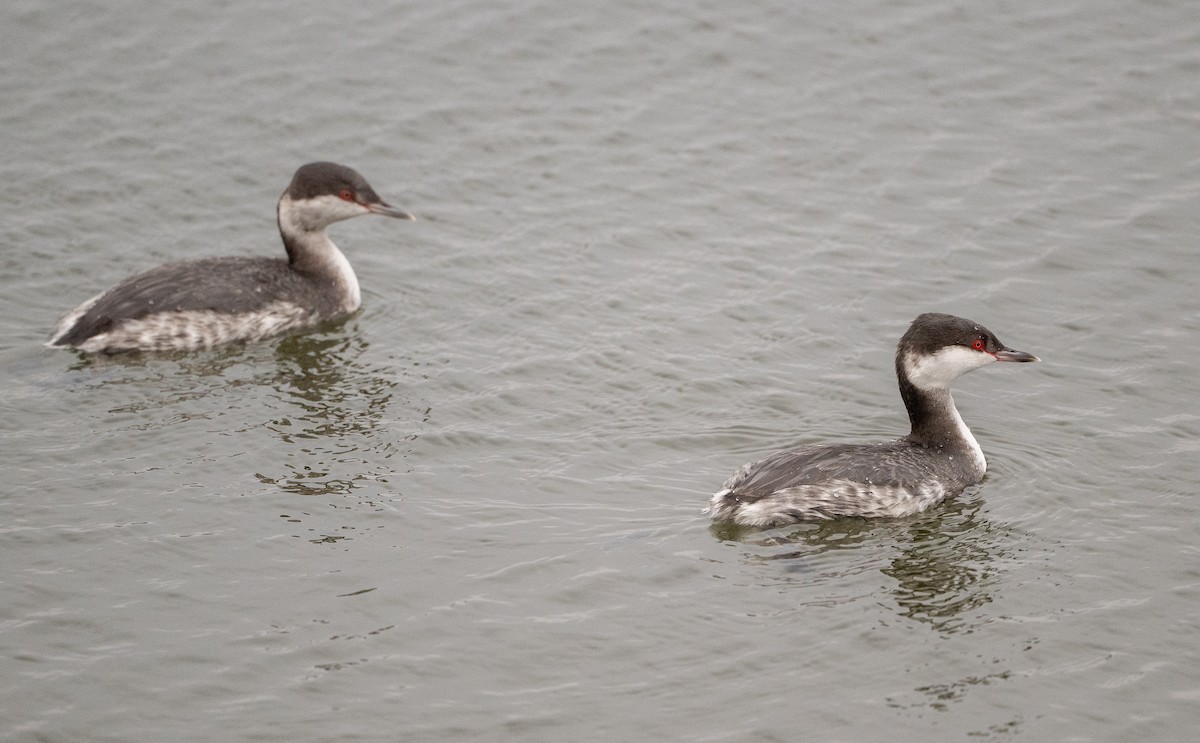 Horned Grebe - ML646609971
