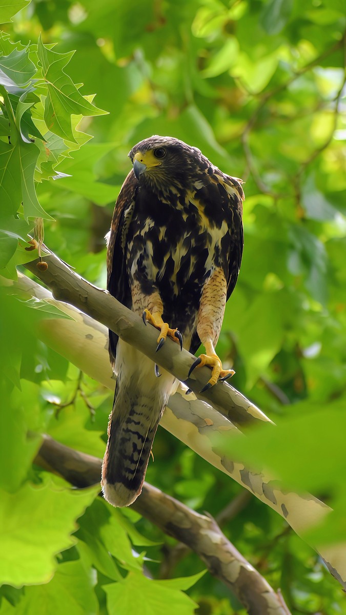 káně Harrisova - ML646609972