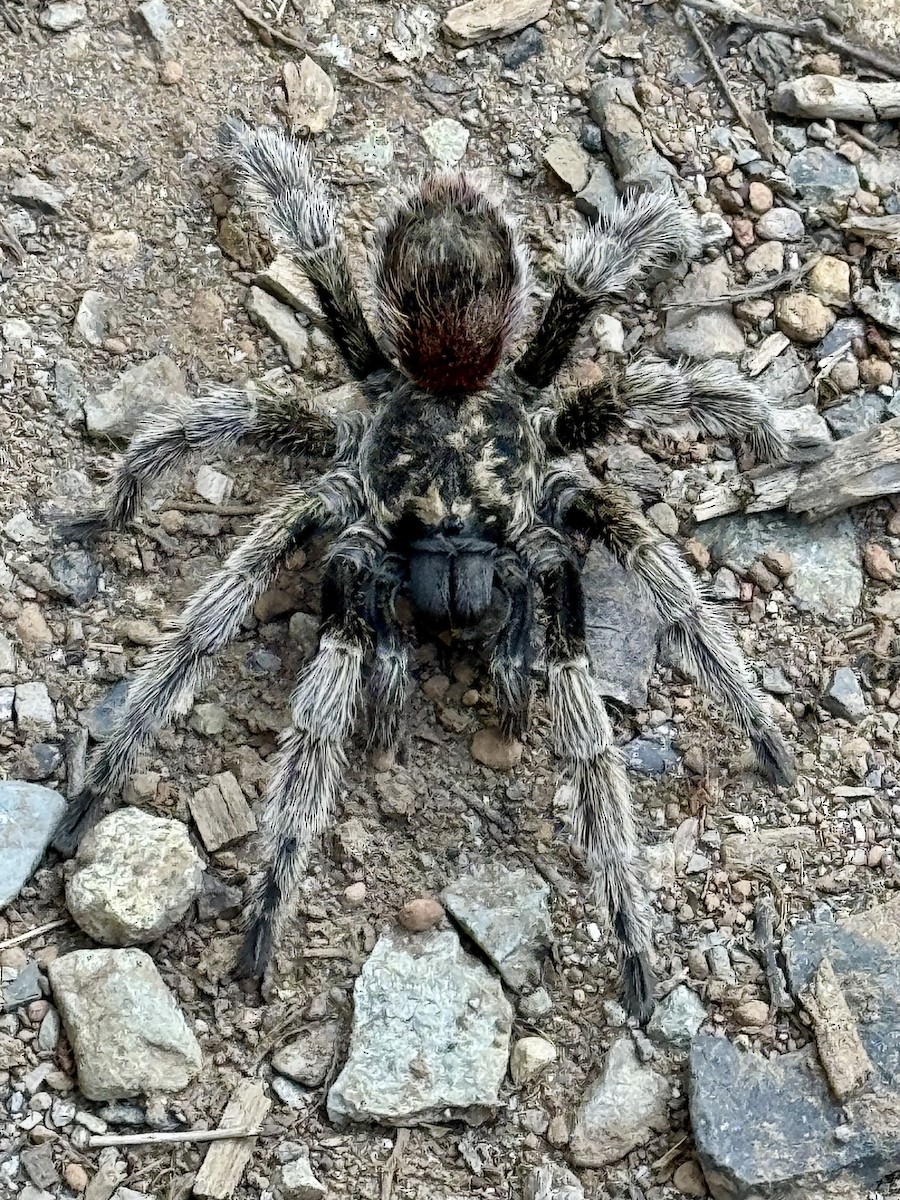 Animals - ML646609977