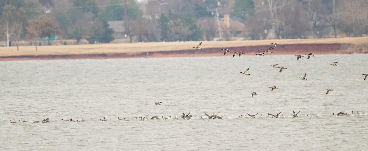 Red-breasted Merganser - ML646609978