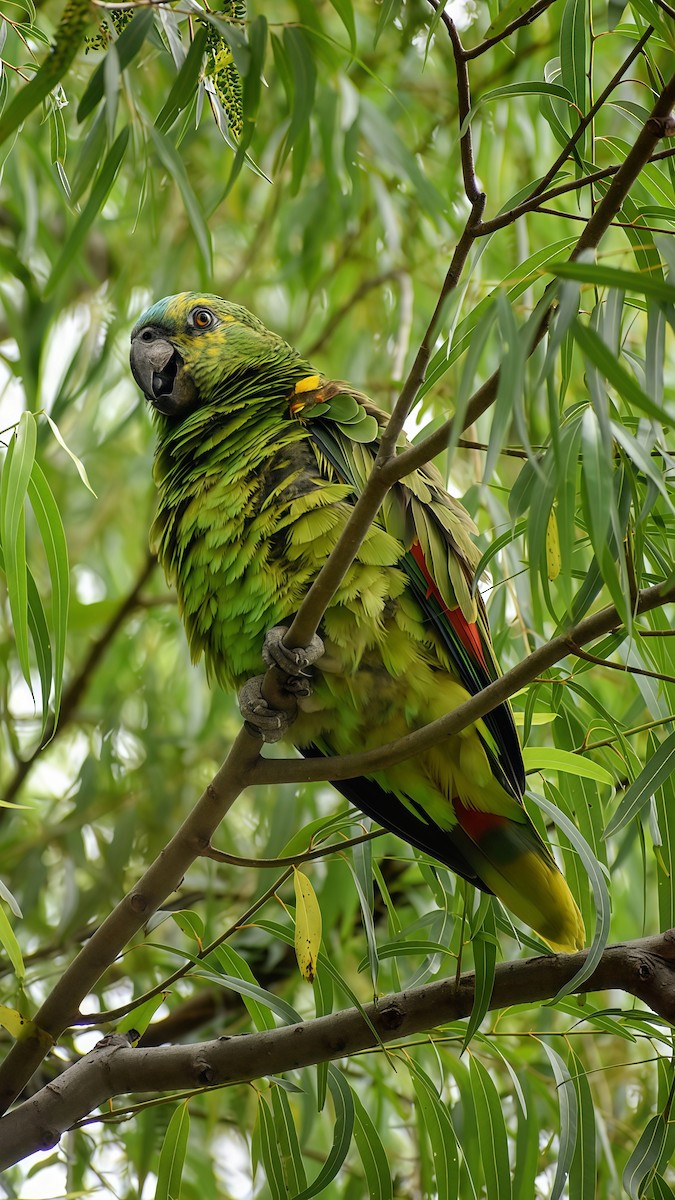 amazoňan modročelý - ML646609981