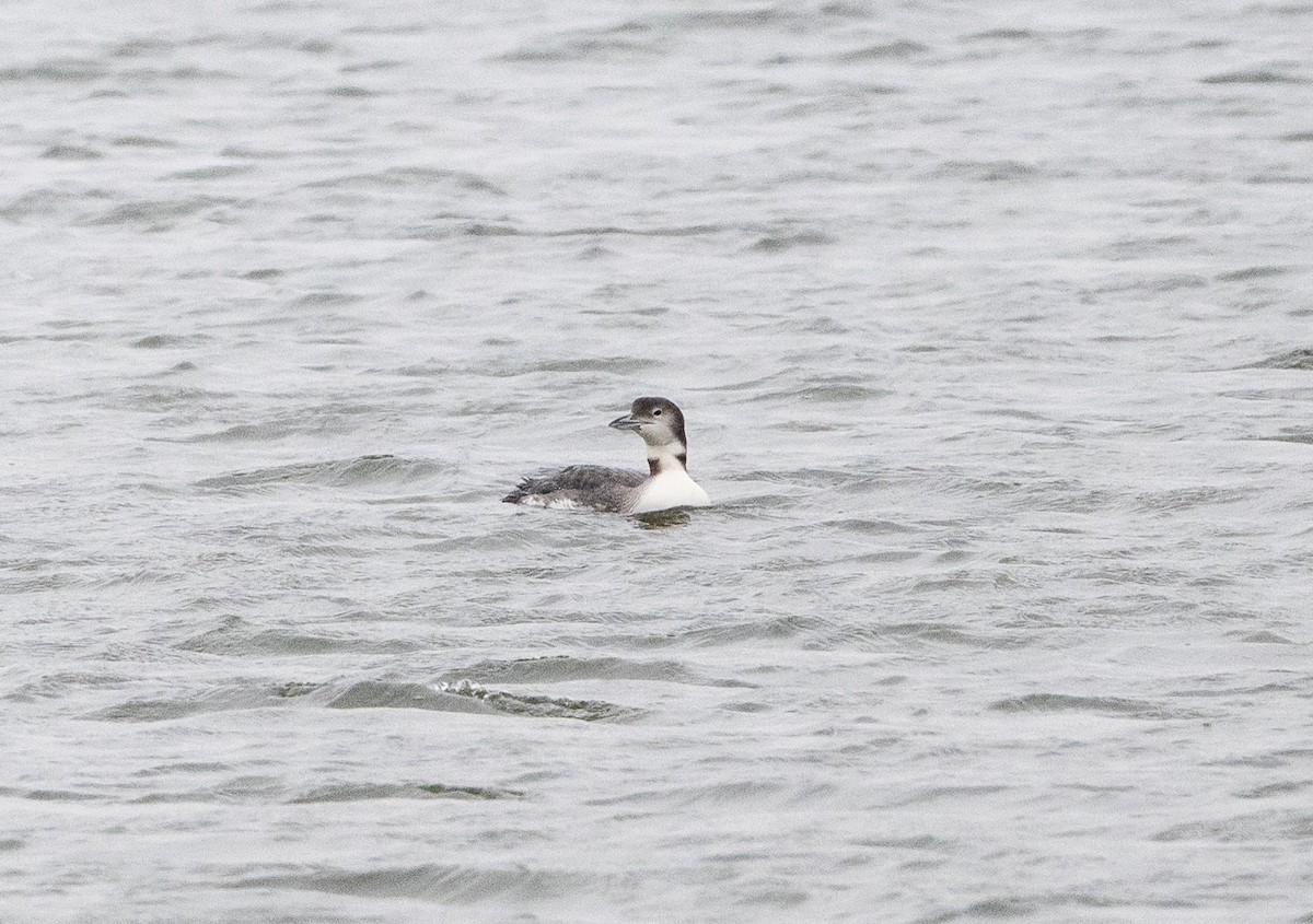 Common Loon - ML646609983