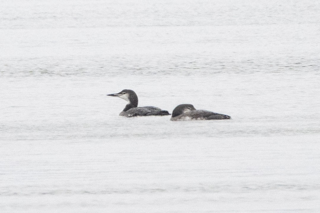 Common Loon - ML646609985