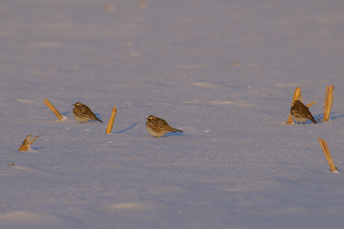 Horned Lark - ML646609986