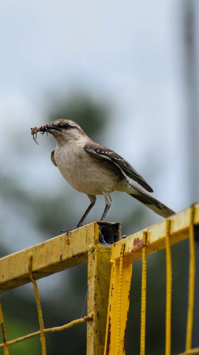 drozdec bělobrvý - ML646609987