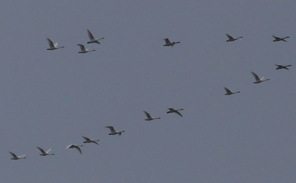 Tundra Swan (Whistling) - ML646609989