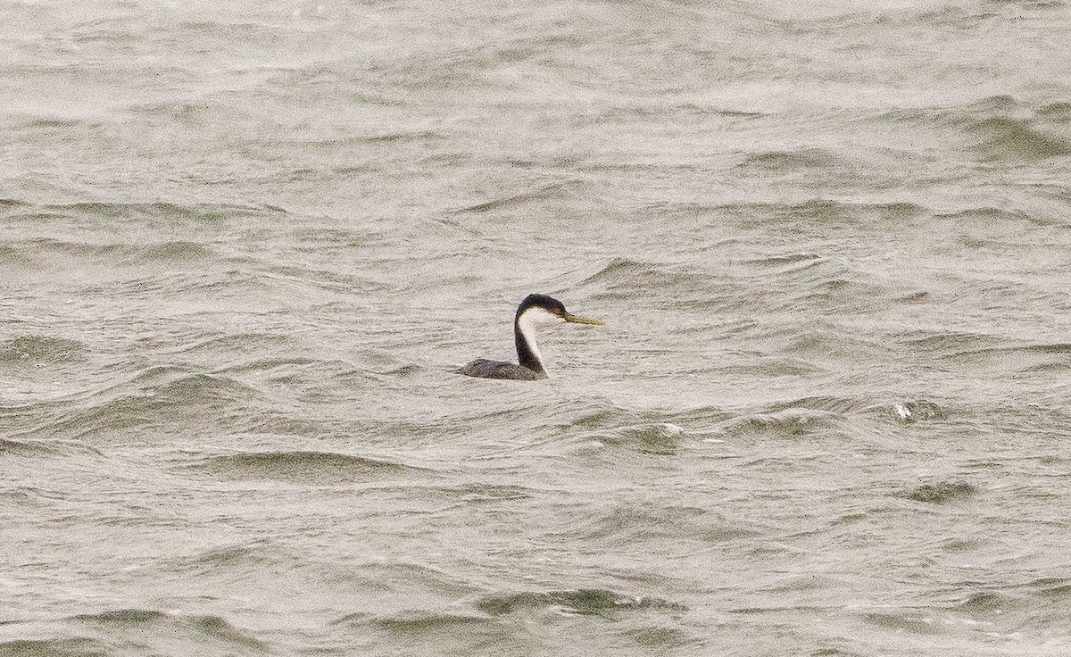 Western Grebe - ML646609990