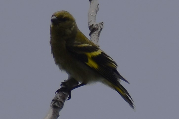 Hooded Siskin - ML646609991