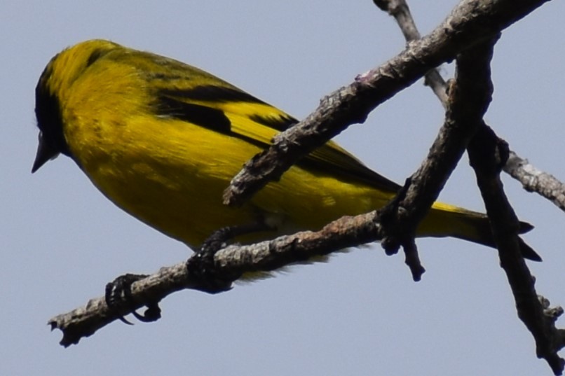 Hooded Siskin - ML646609992