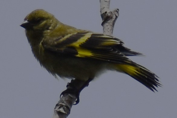 Hooded Siskin - ML646609993
