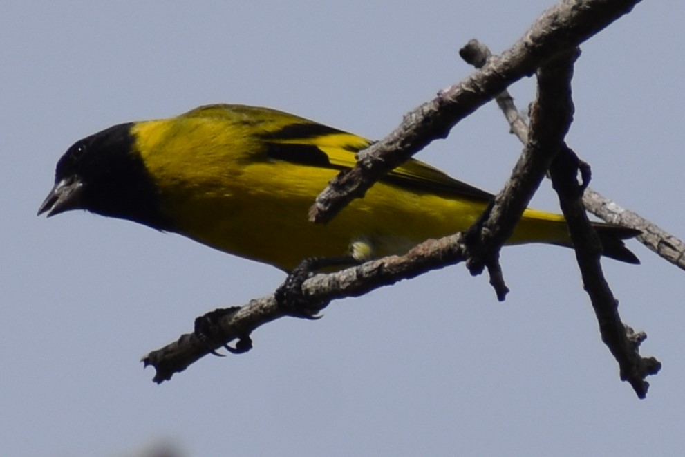 Hooded Siskin - ML646609994