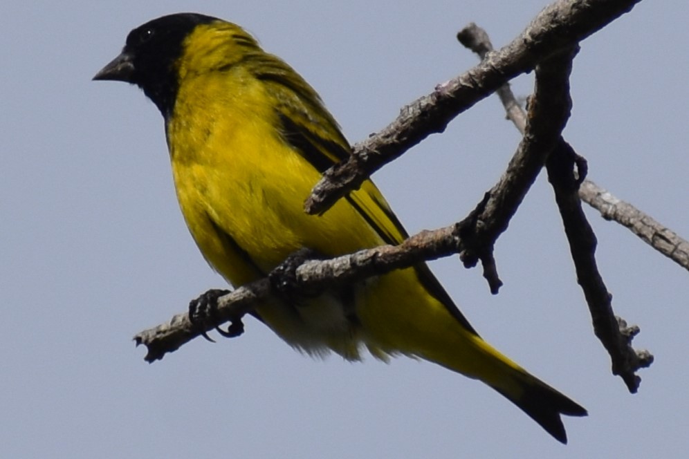 Hooded Siskin - ML646609995