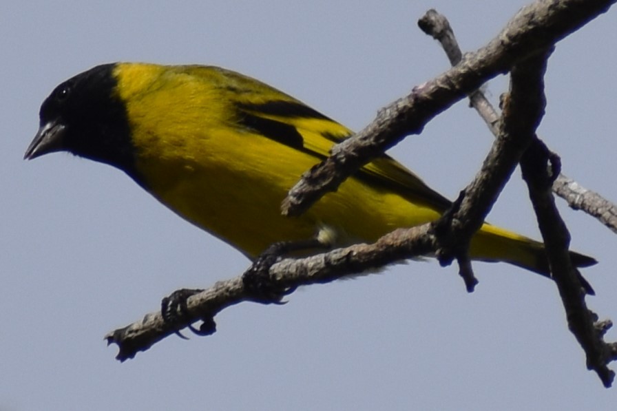 Hooded Siskin - ML646609996