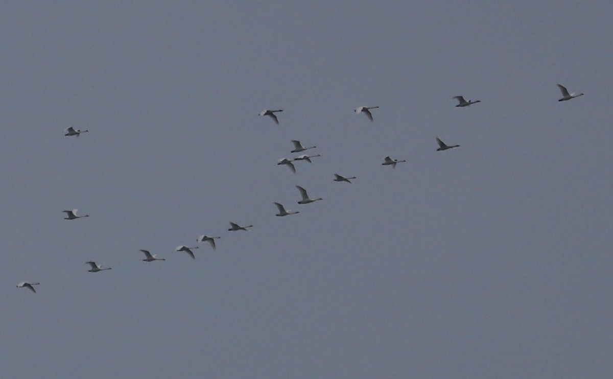 Tundra Swan (Whistling) - ML646609997