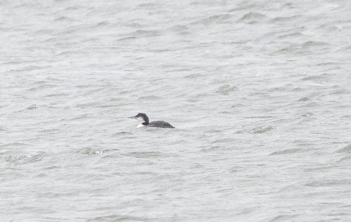 Common Loon - ML646609998